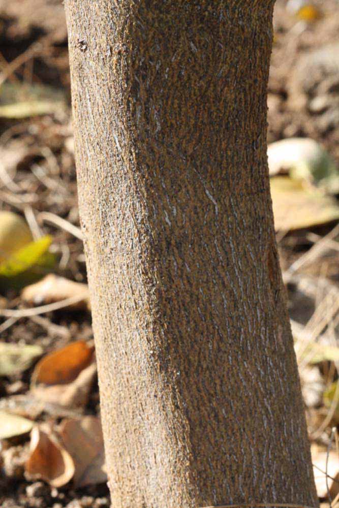           Bark (Thornless Mexican lime, Riverside, CA)   